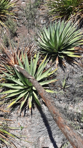 Image of Agave gracilipes by (c) waldo_jeffers, some rights reserved (CC BY)