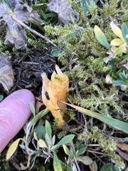 Calocera viscosa