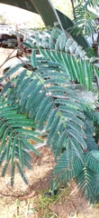 Calliandra houstoniana
