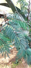Calliandra houstoniana