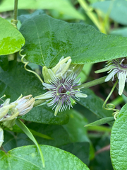 Passiflora sexflora