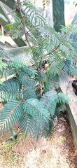Calliandra houstoniana