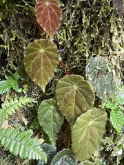Gobenia