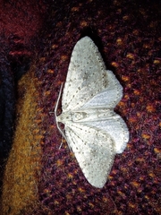 Colostygia multistrigaria