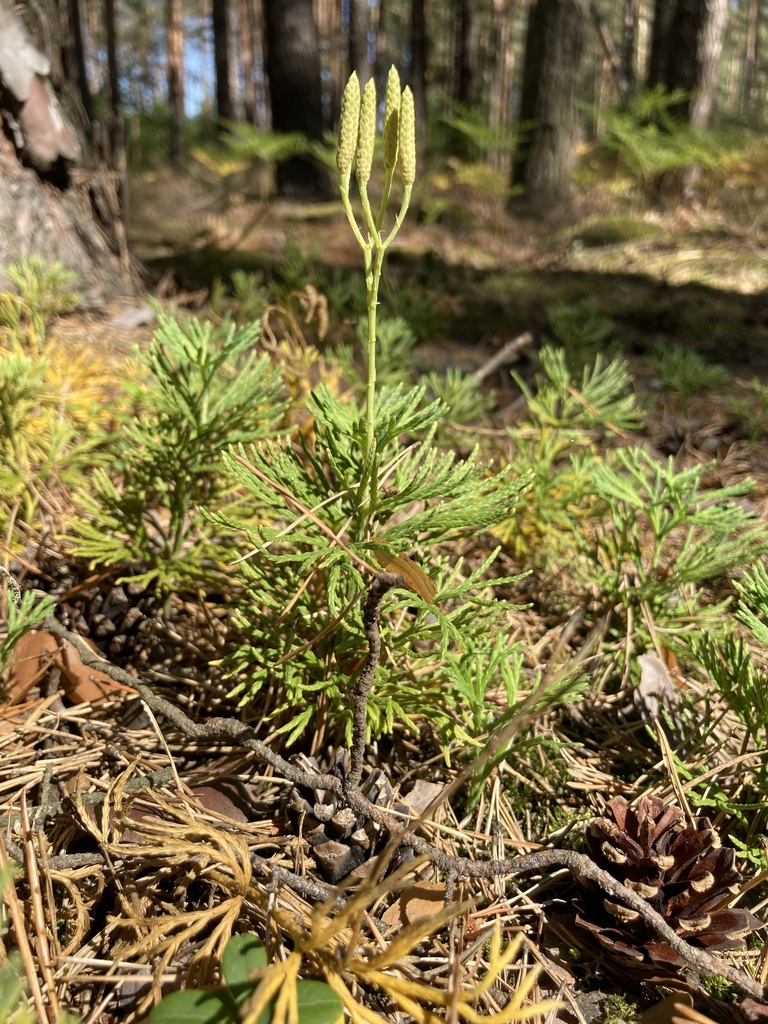 clubmosses and firmosses