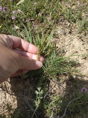 Veronica capsellicarpa