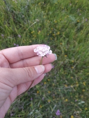 Scabiosa praemontana