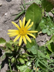 Arctotheca prostrata