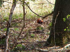 Phasianus colchicus torquatus