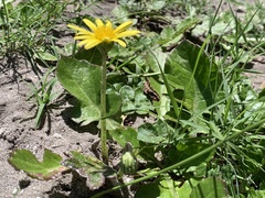 Arctotheca prostrata