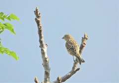 Serinus canaria