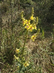 Verbascum pyramidatum