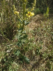 Verbascum pyramidatum