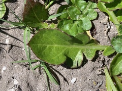 Arctotheca prostrata