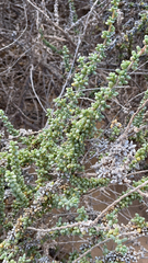 Salsoloideae