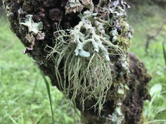 Usnea rubicunda