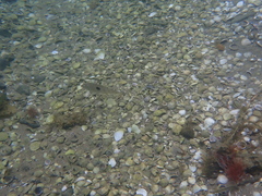 Notolabrus celidotus