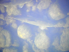 Catostomus occidentalis