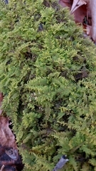 Thuidium