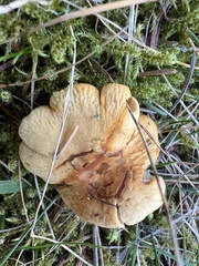Cystoderma