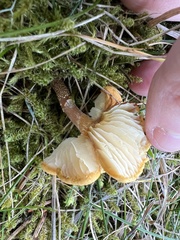 Cystoderma