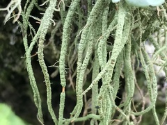 Usnea rubicunda