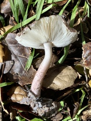 Lepiota decorata