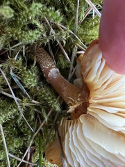 Cystoderma