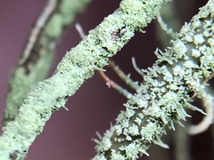 Usnea rubicunda