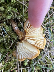 Cystoderma