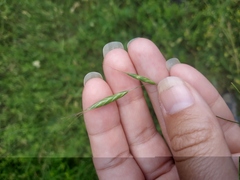 Bromus squarrosus