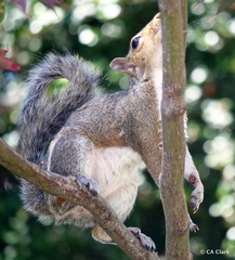 Sciurus carolinensis