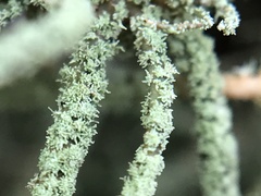 Usnea rubicunda