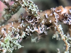Usnea rubicunda