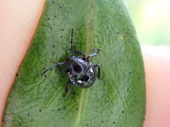 Glaucias amyoti