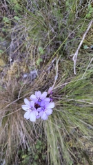 Aristea spiralis