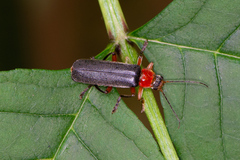 Cantharis pellucida