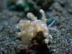 Phyllodesmium macphersonae