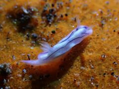 Hypselodoris