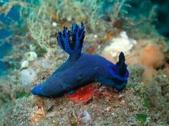 Tambja morosa