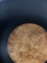 Botryobasidium simile