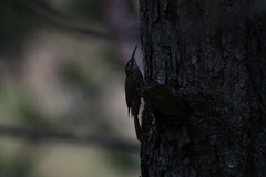 Lepidocolaptes leucogaster