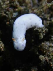 Hypselodoris lacuna