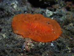 Rostanga lutescens