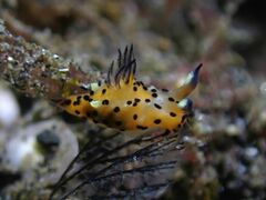 Polycera abei