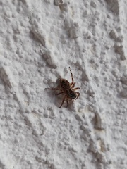 Mexigonus
