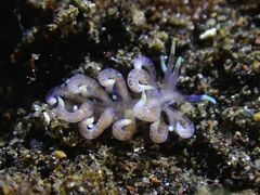 Phyllodesmium macphersonae