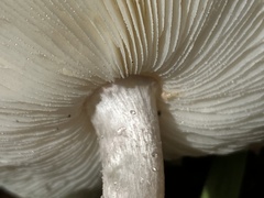 Lepiota decorata