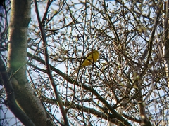 Motacilla flava flava