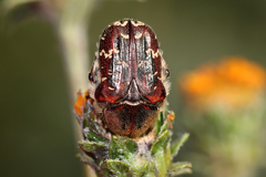 Euphoria leucographa